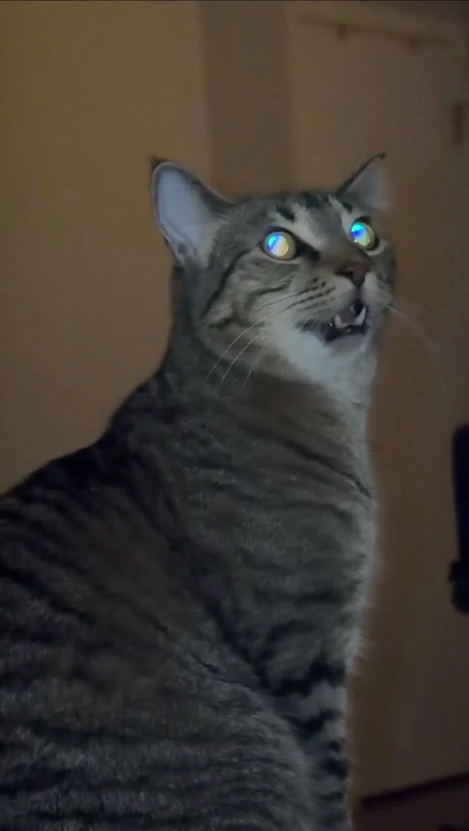 A grey tabby cat sitting in a dimly lit room, mouth open and eyes
              reflecting the light, staring intently at something above.